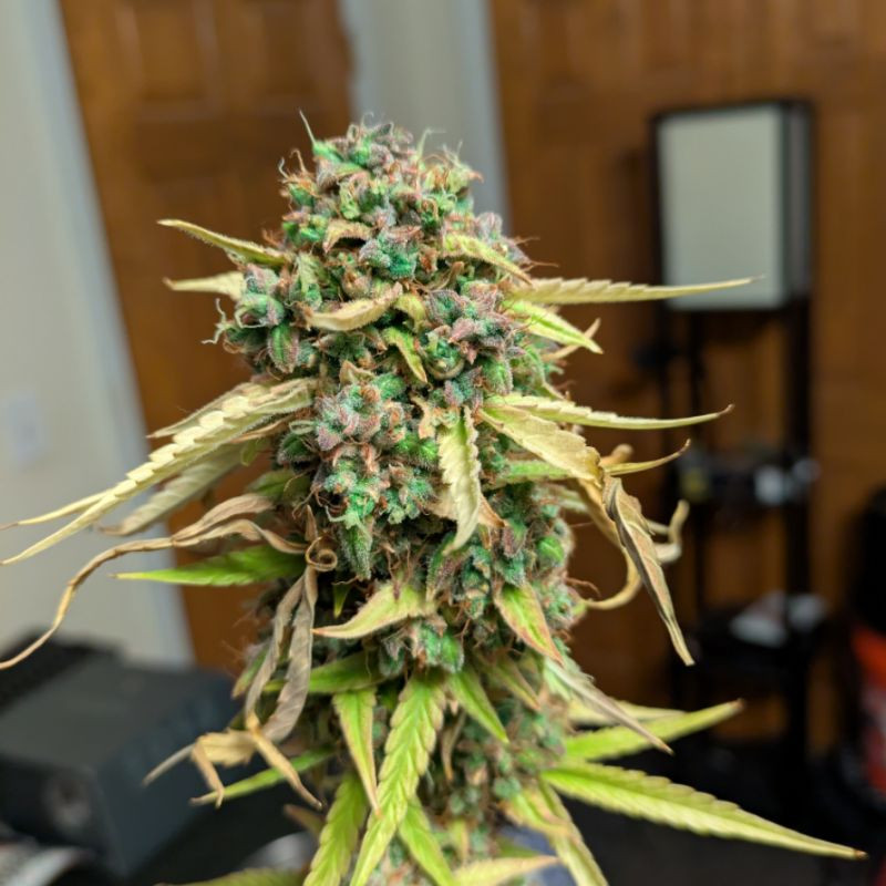 nasiona marihuany Blue Dream