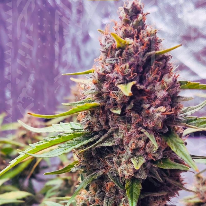 nasiona marihuany Purple Haze