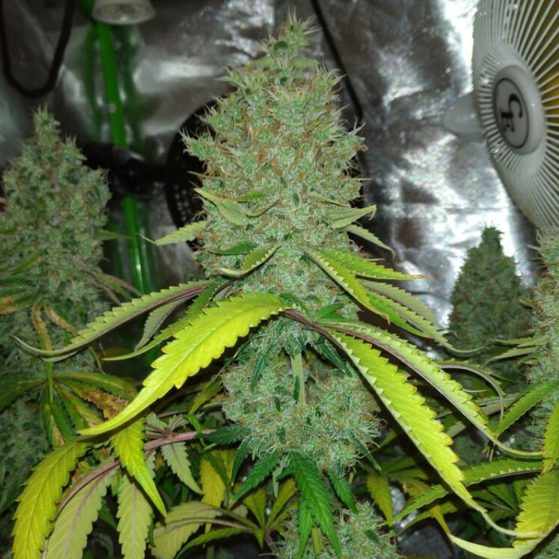 nasiona marihuany CBD Kush
