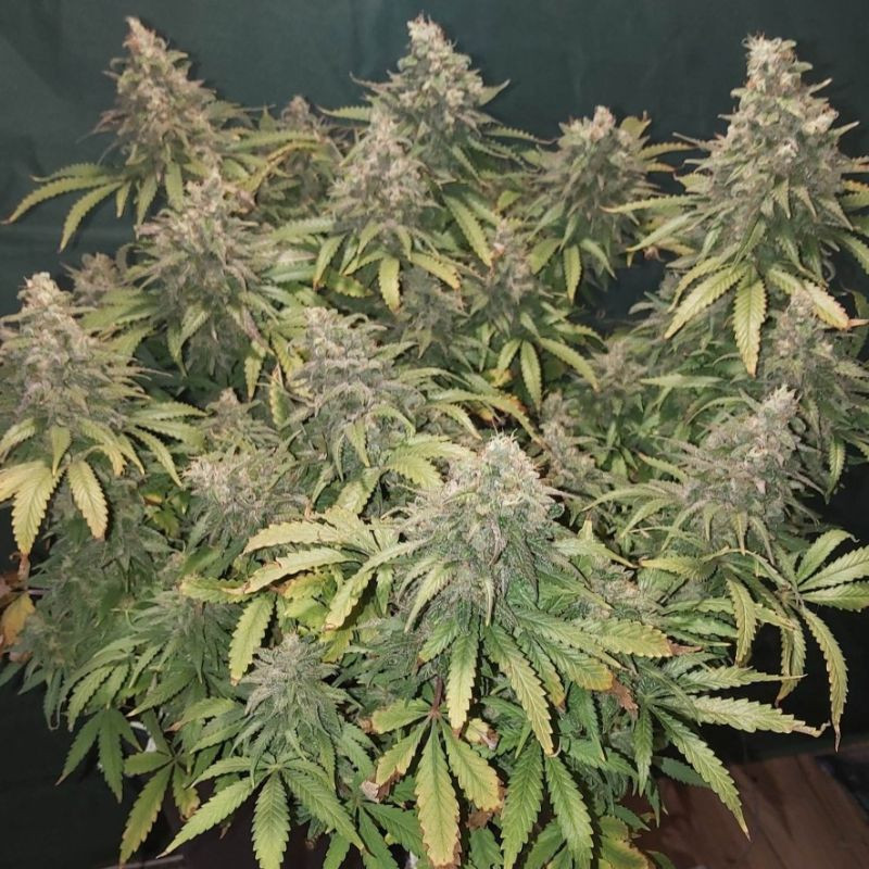 nasiona marihuany Shark Widow CBD