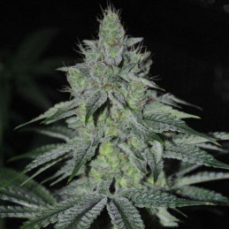 nasiona marihuany Critical Fast