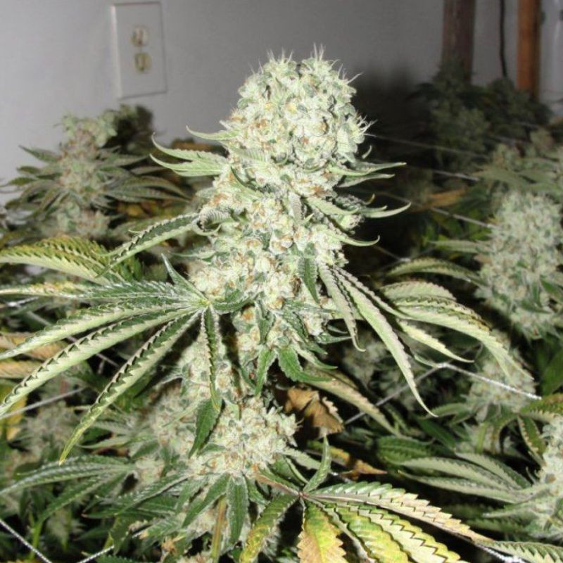 nasiona marihuany Sweet Skunk F1 Fast Version