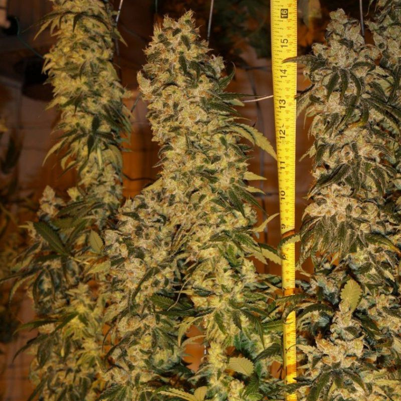 nasiona marihuany Auto Colorado Cookies