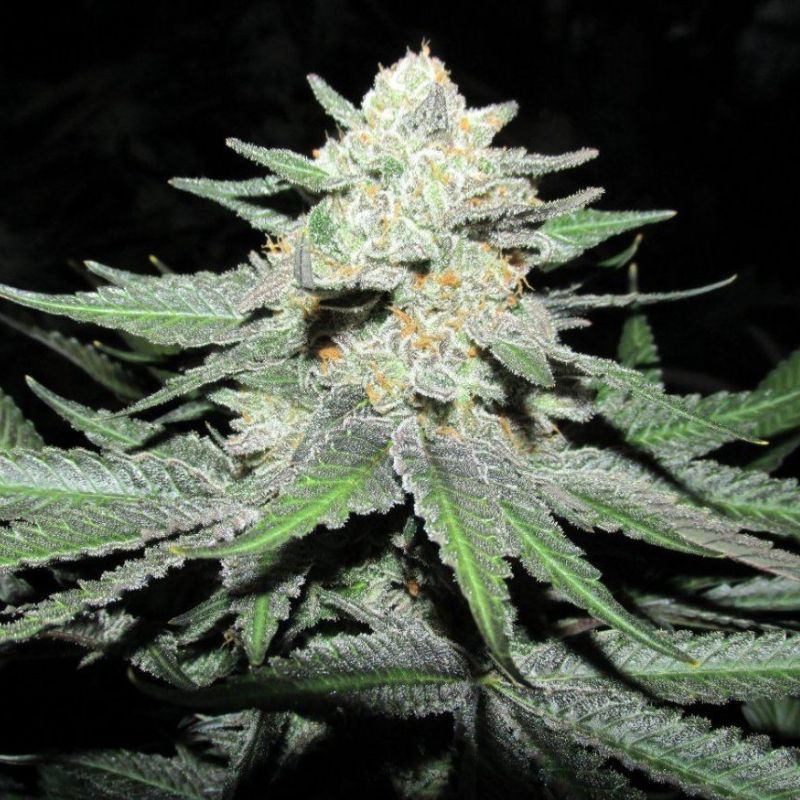 nasiona marihuany Auto Lemon Kix
