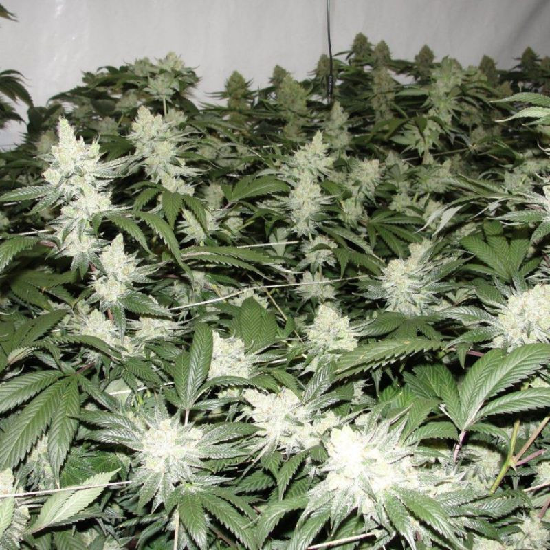 nasiona marihuany Bubba Island Kush