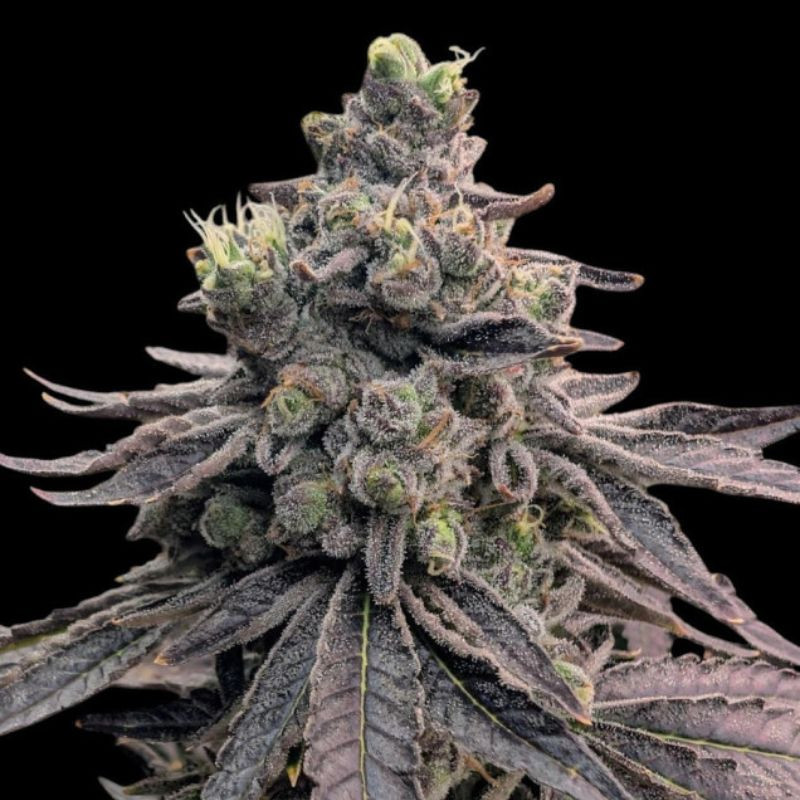 nasiona marihuany Apple Fritter