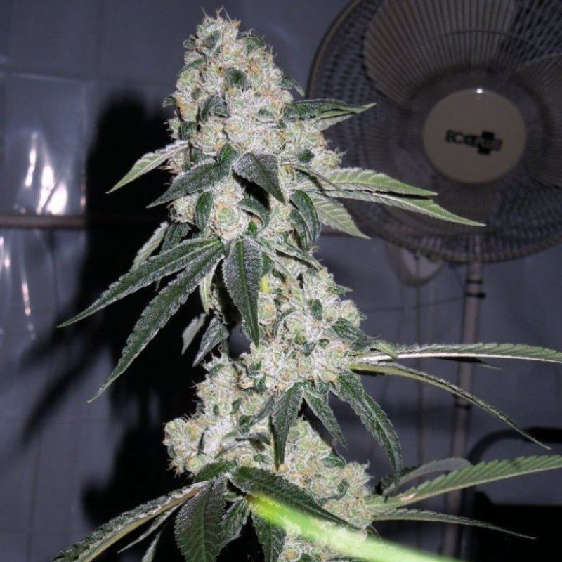 nasiona marihuany Animal Cookies