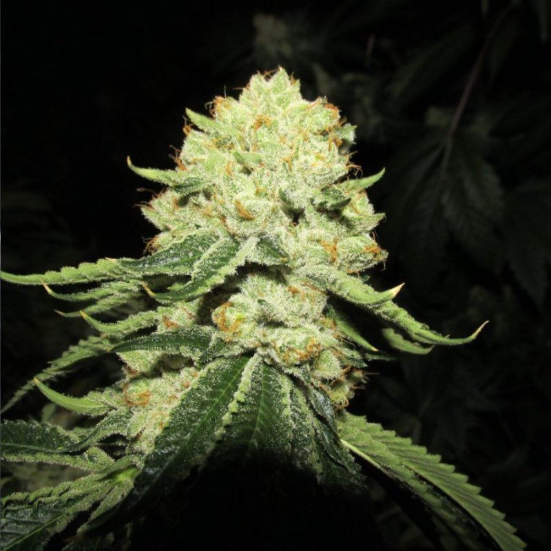 nasiona marihuany Alien Cookies