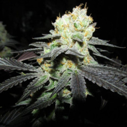 nasiona marihuany Afghani F1 Auto