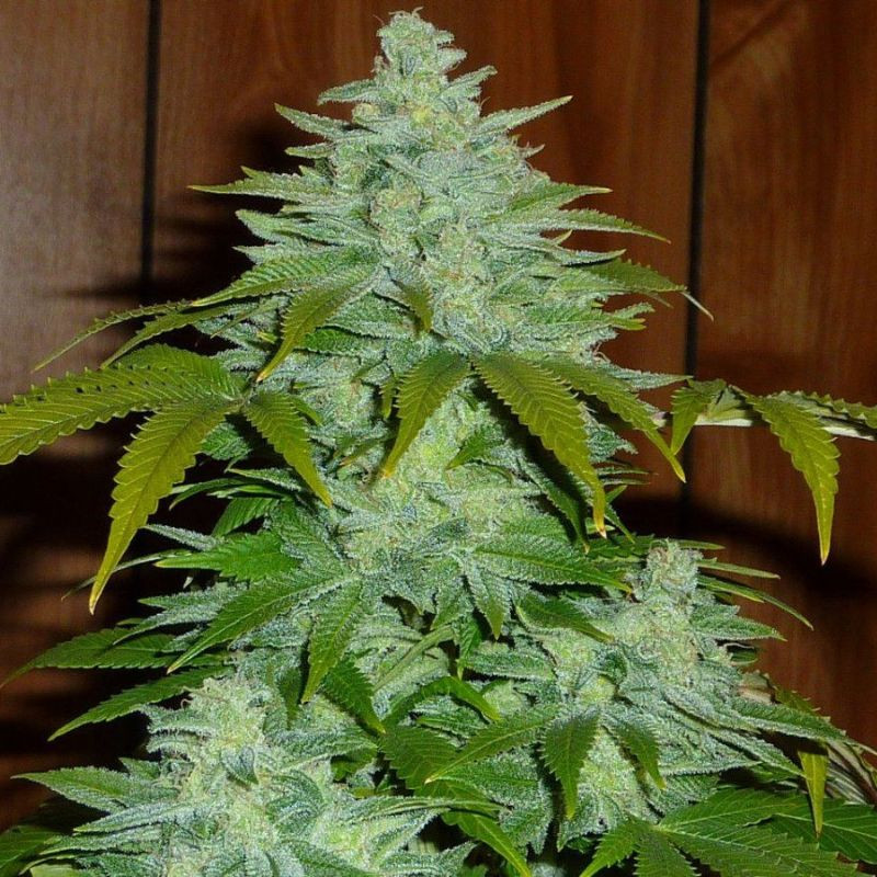 nasiona marihuany Cookies Kush