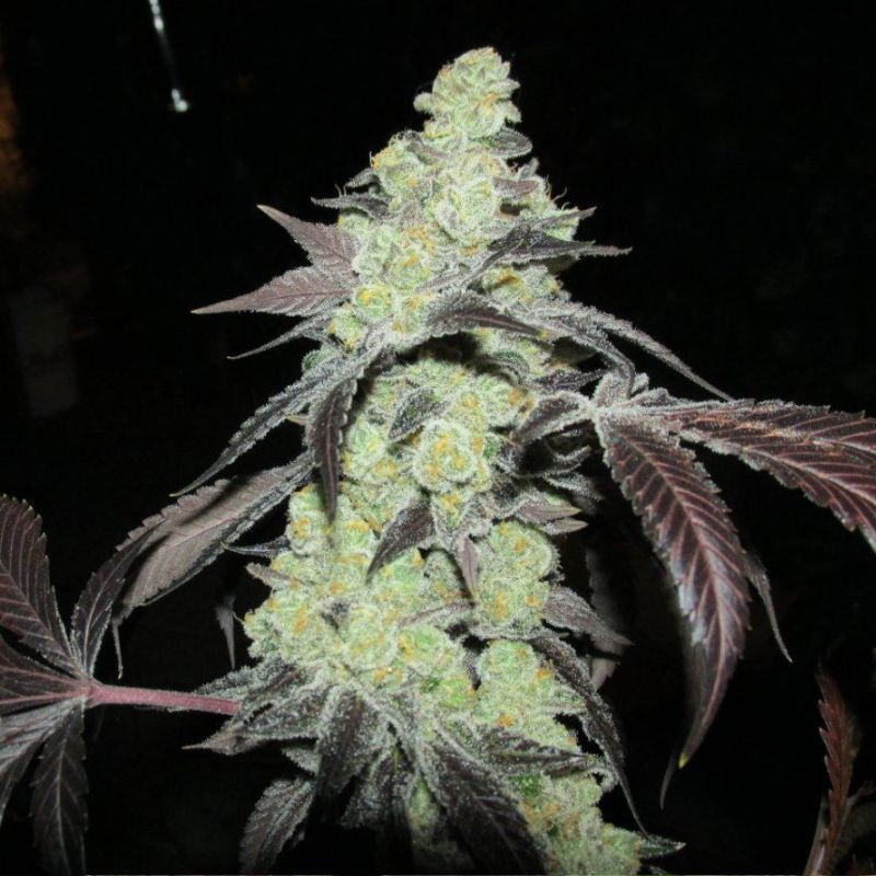 Nasiona marihuany Gorilla Glue Auto