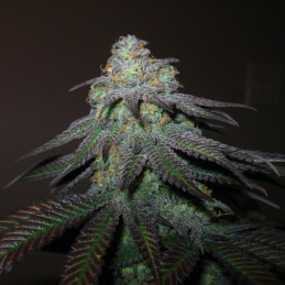 Nasiona marihuany Auto Brooklyn Sunrise