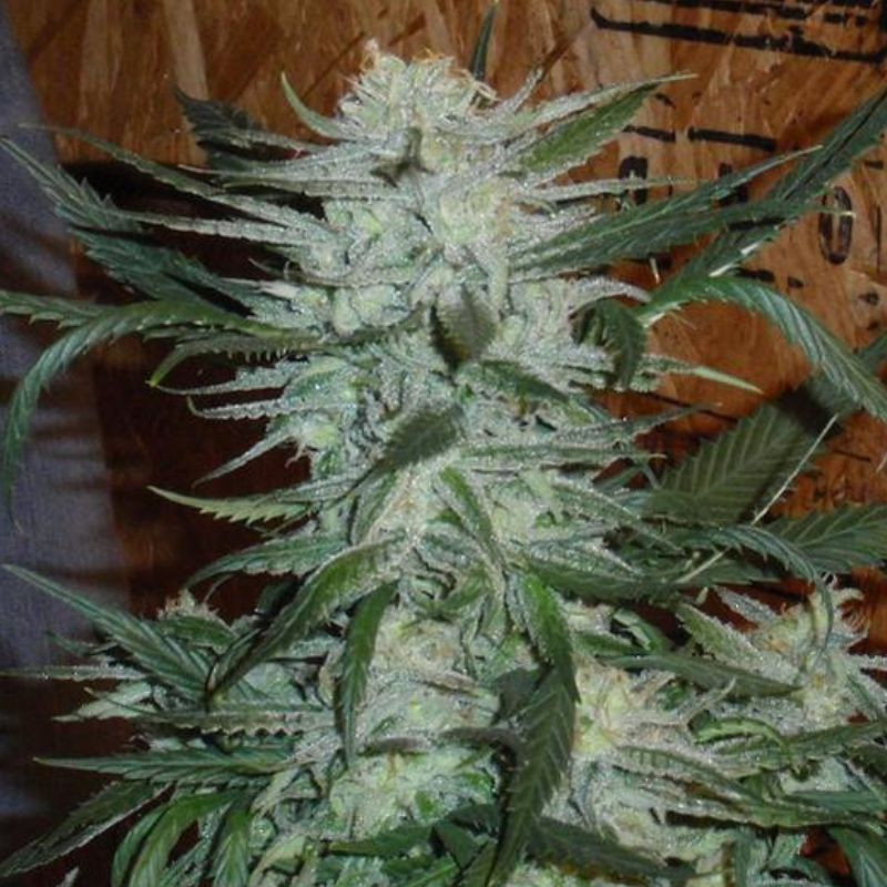 Nasiona marihuany Green Poison Fast Version