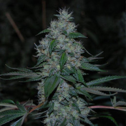 nasiona marihuany Silver Haze