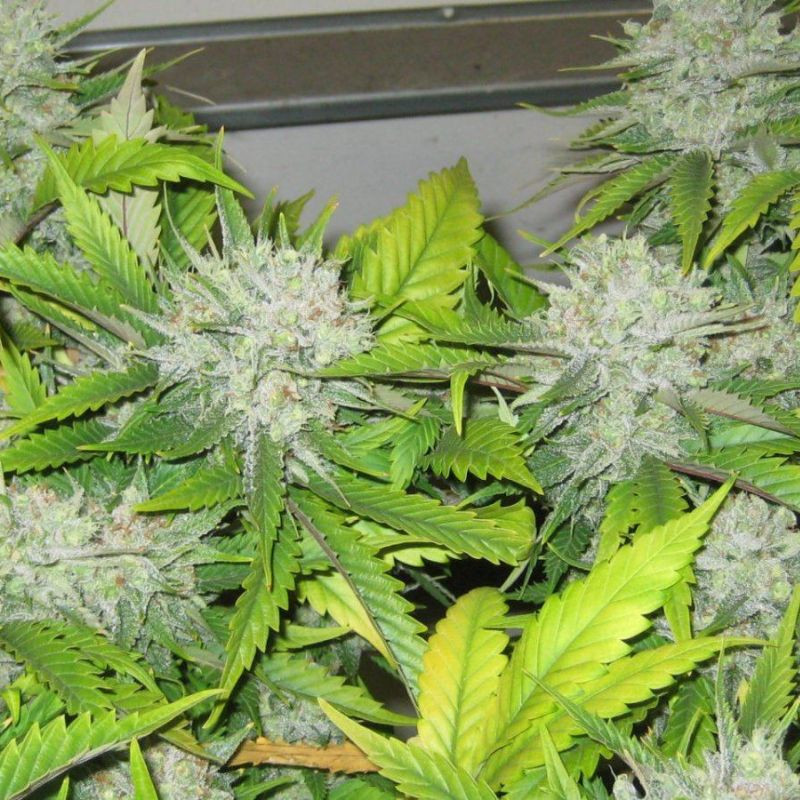 nasiona marihuany Super Lemon Haze