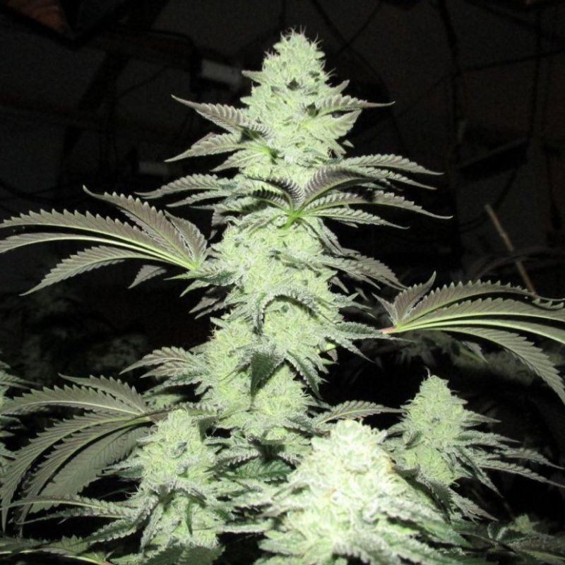 nasiona marihuany Skywalker OG