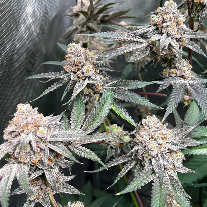 nasiona marihuany Blue Dream Auto