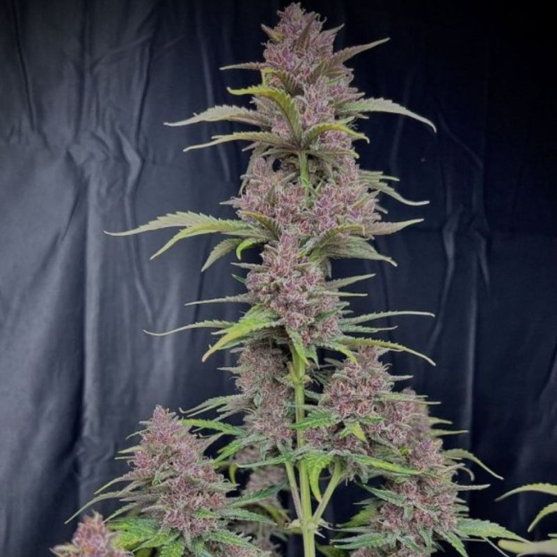 nasiona marihuany Banana Purple Punch Auto