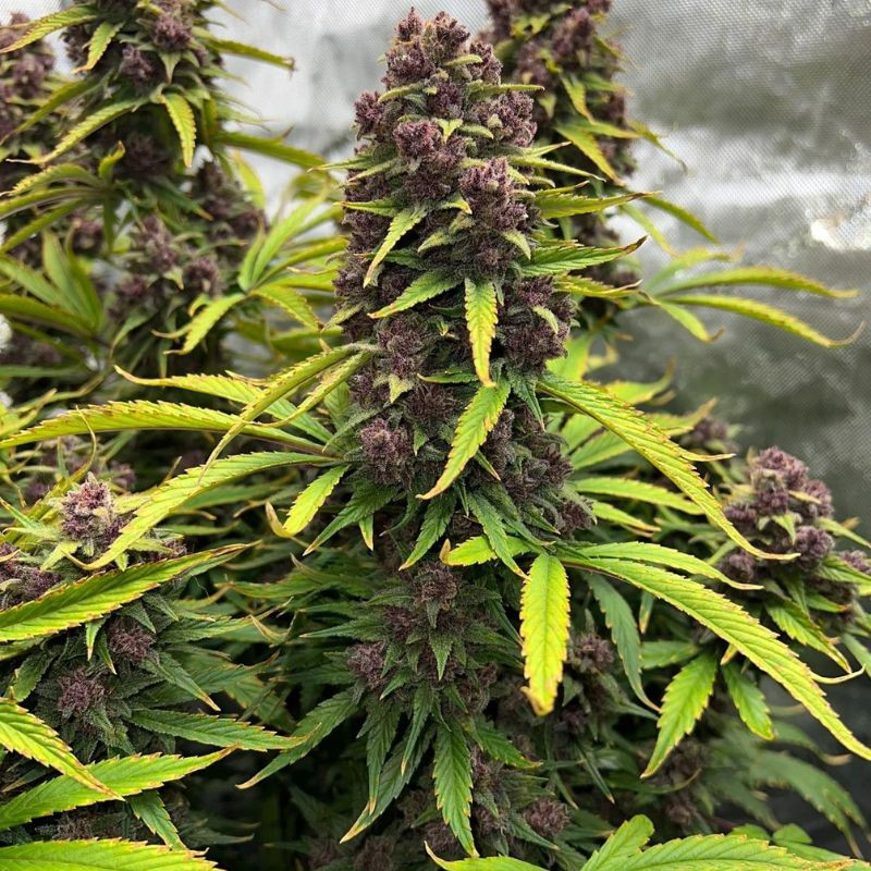 nasiona marihuany Ayahuasca Purple
