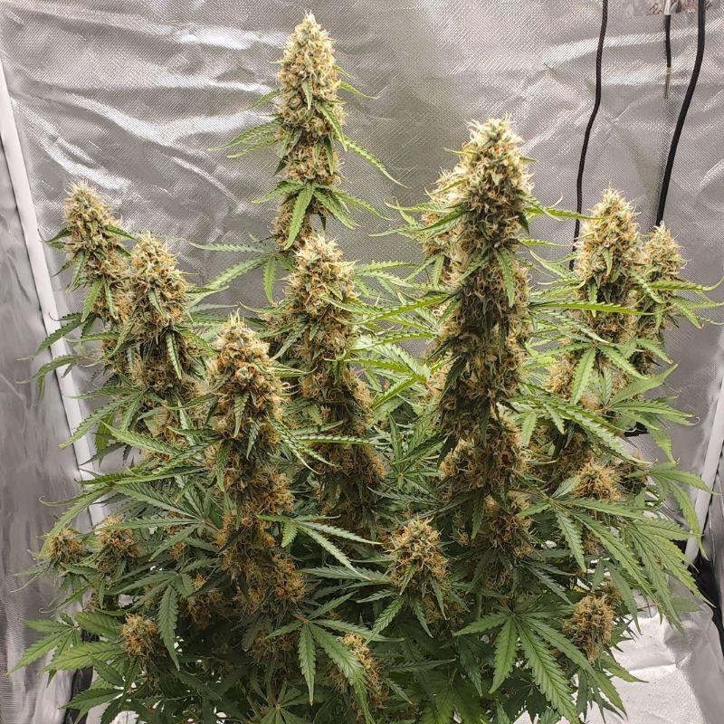 nasiona marihuany Amnesia Kush Fast Version