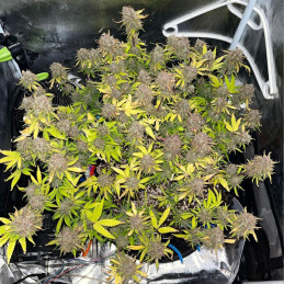 nasiona marihuany Blueberry Muffin