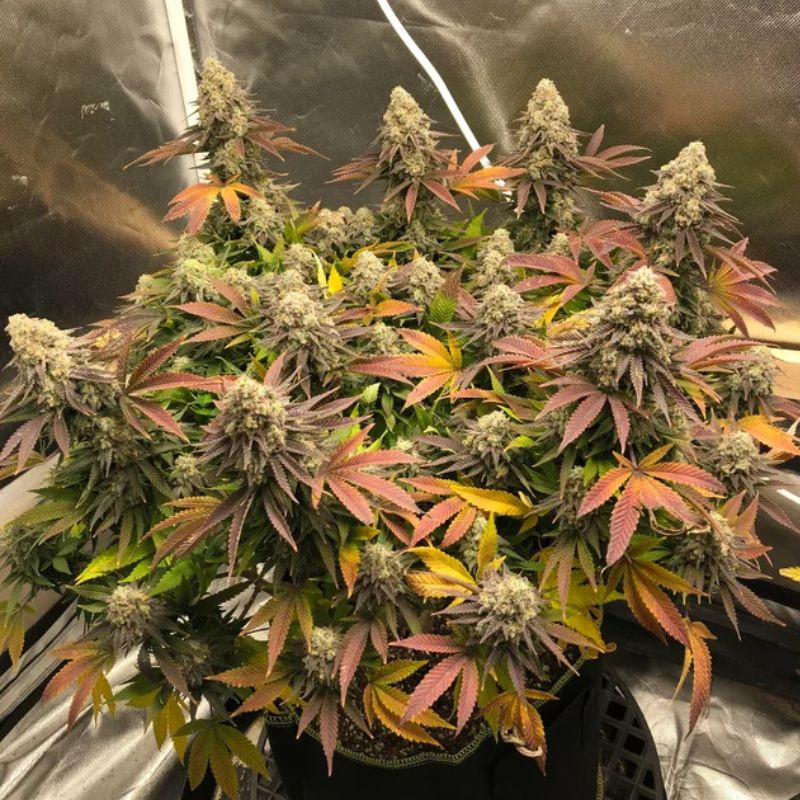 nasiona marihuany Black Domina Auto