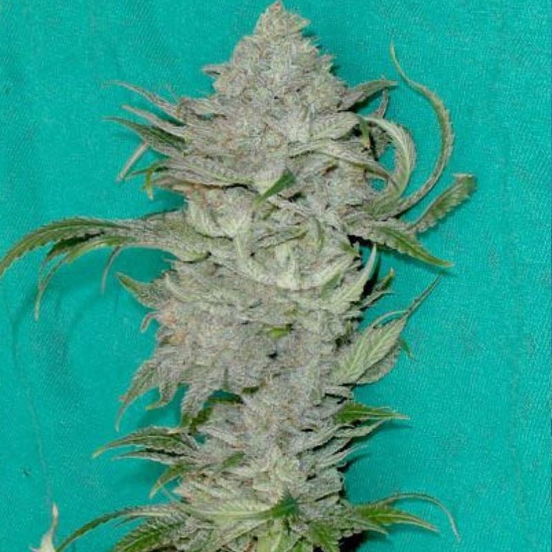 nasiona marihuany Amnesia Bubba F1 Auto