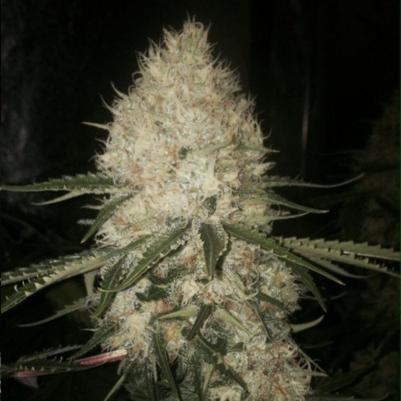 nasiona marihuany Biscotti