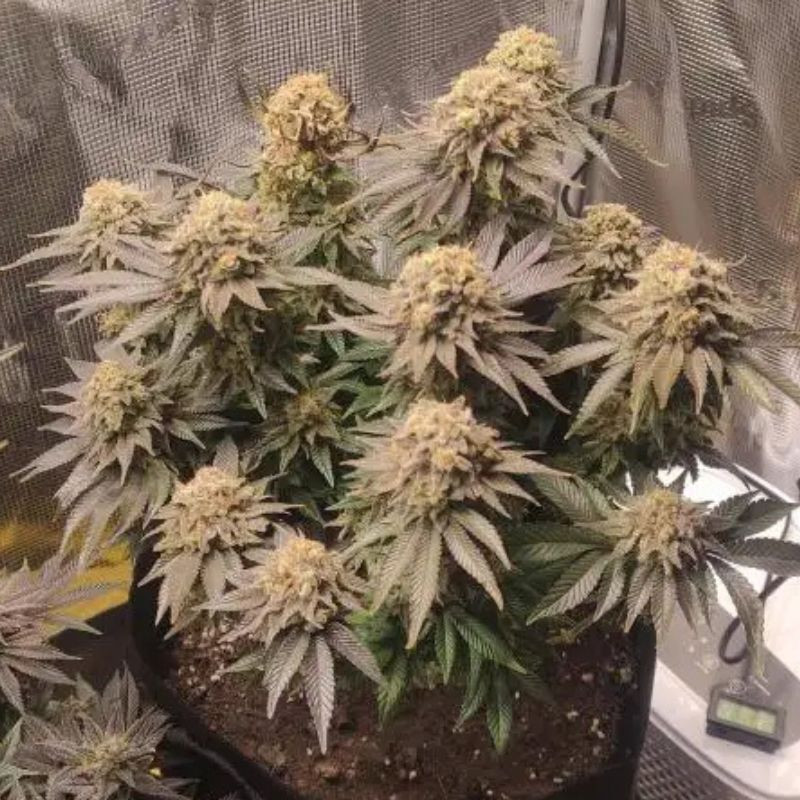 nasiona marihuany Acapulco Gold
