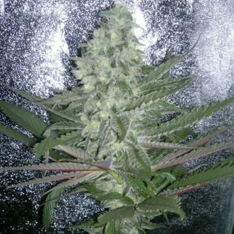 nasiona marihuany 60 Day Grapefruit Auto