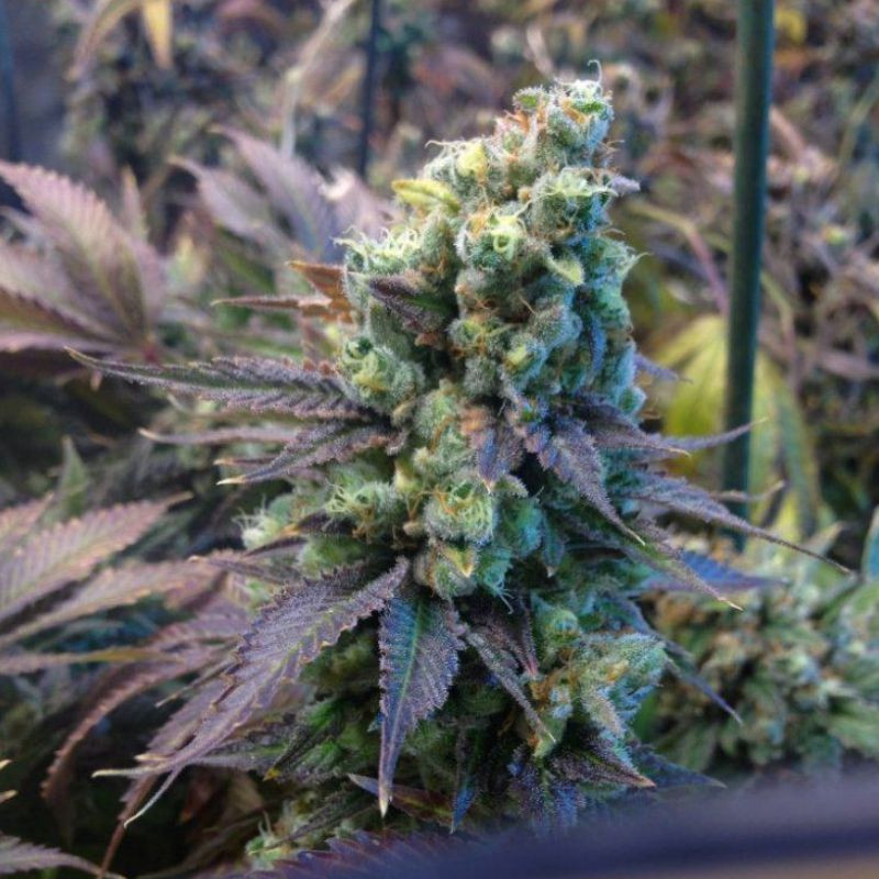 nasiona marihuany Biscotti Auto