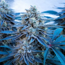 nasiona marihuany Blue Gorilla Auto