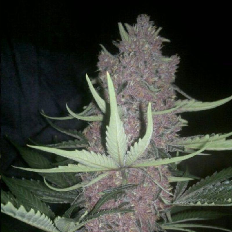 nasiona marihuany Blue Amnesia Auto