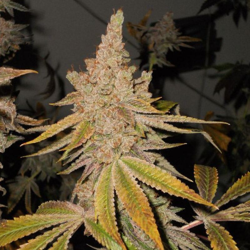 nasiona marihuany Birthday Cake