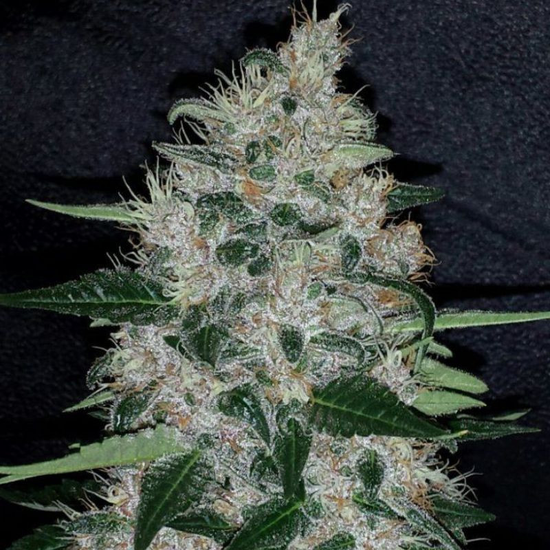 nasiona marihuany Banana Sherbet