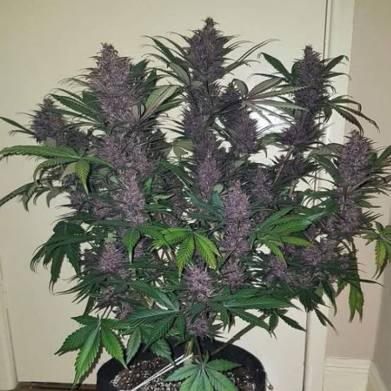 nasiona marihuany Blackberry Moonrocks Auto