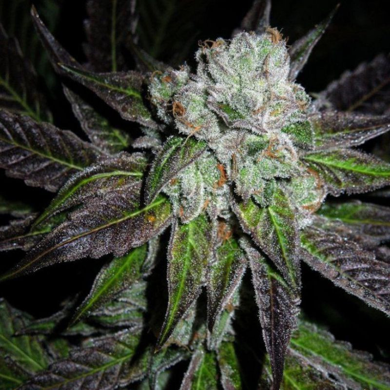nasiona marihuany Bruce Banner Fast Version