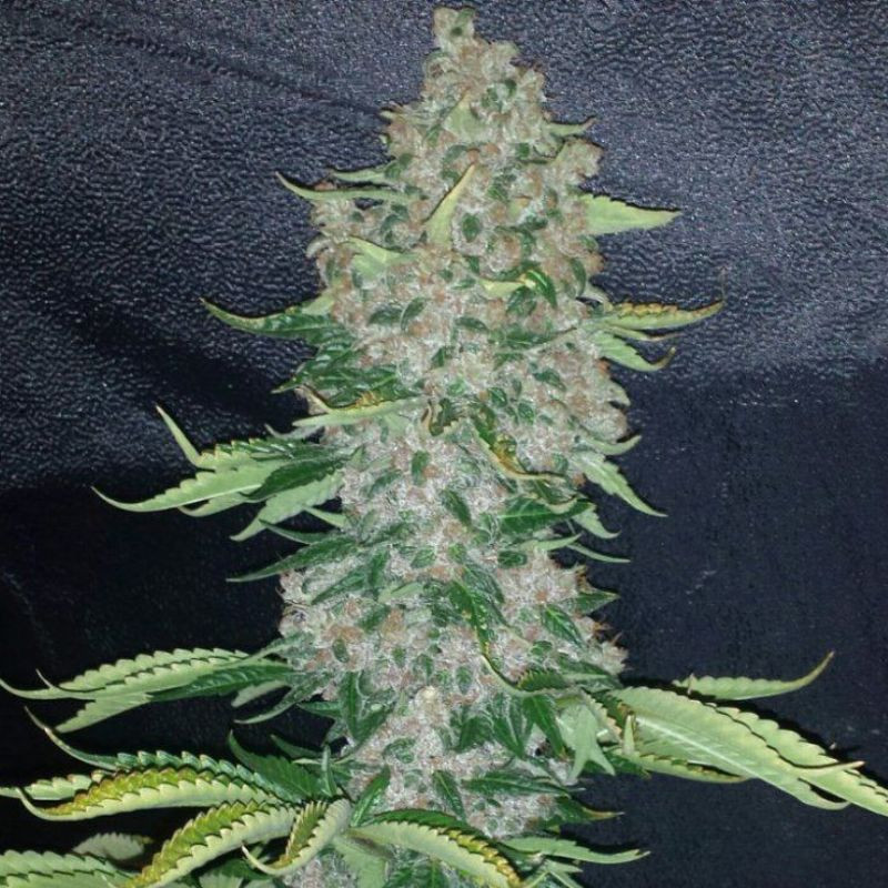 nasiona marihuany Blueberry x Big Devil Auto