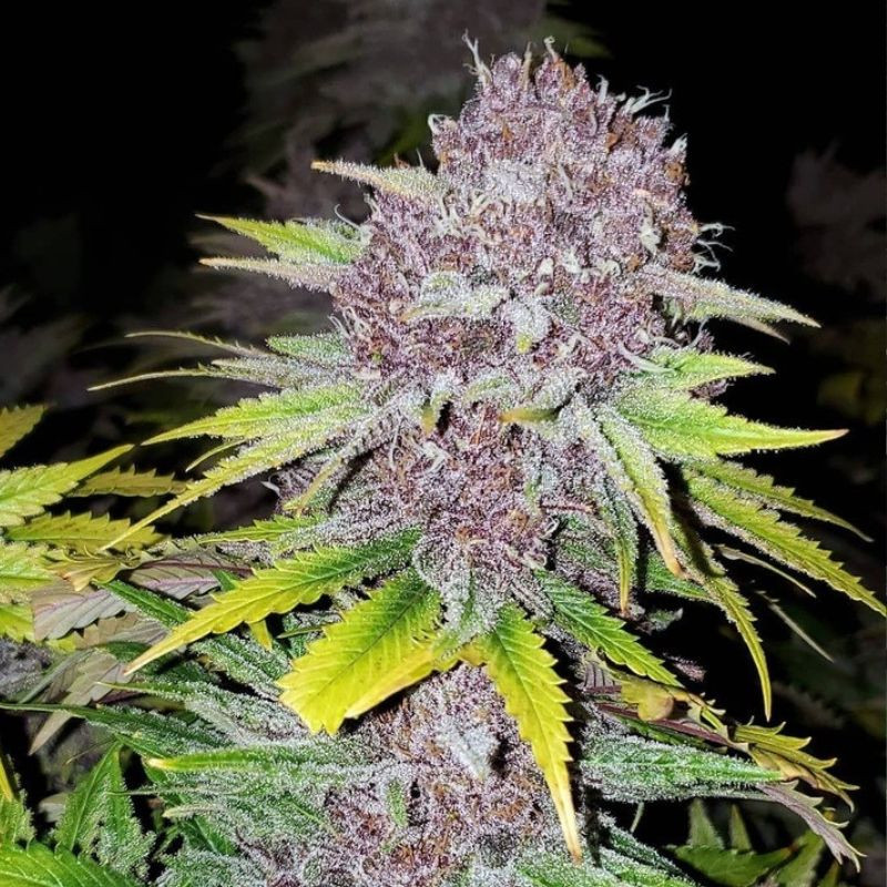 nasiona marihuany Blue Dream Fast Version