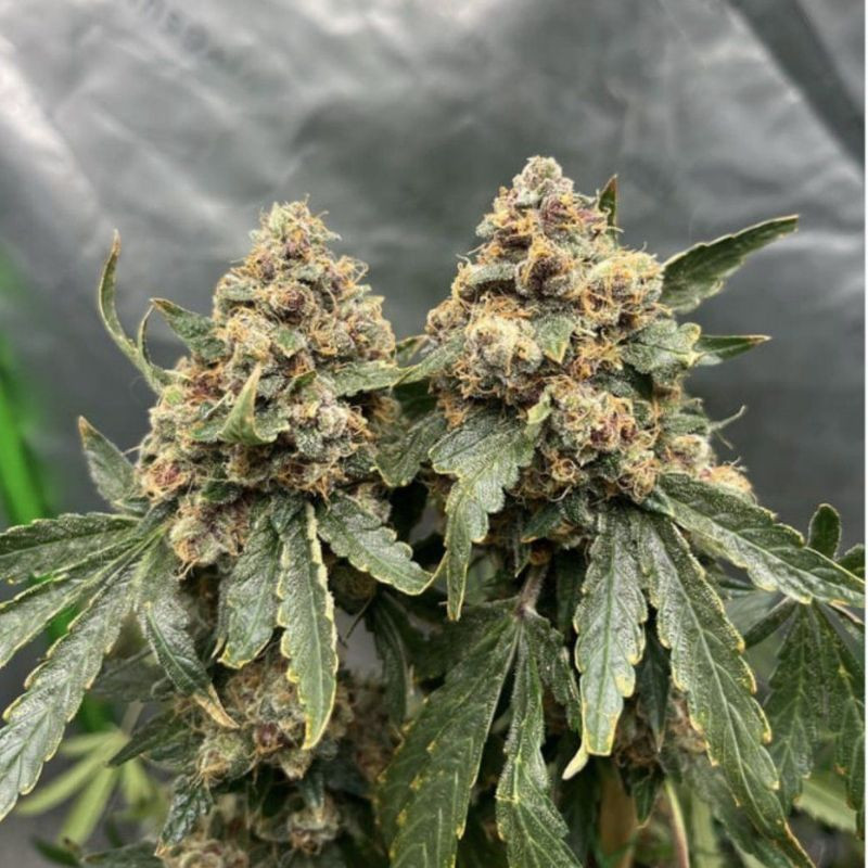 nasiona marihuany Blue Cheese Auto