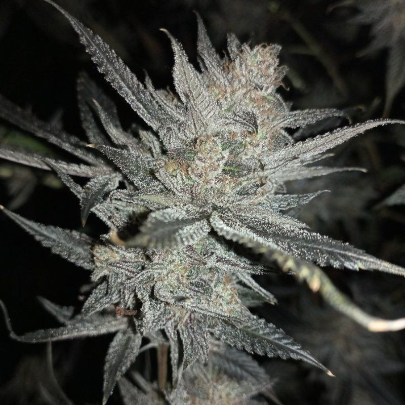 nasiona marihuany Blue Cheese
