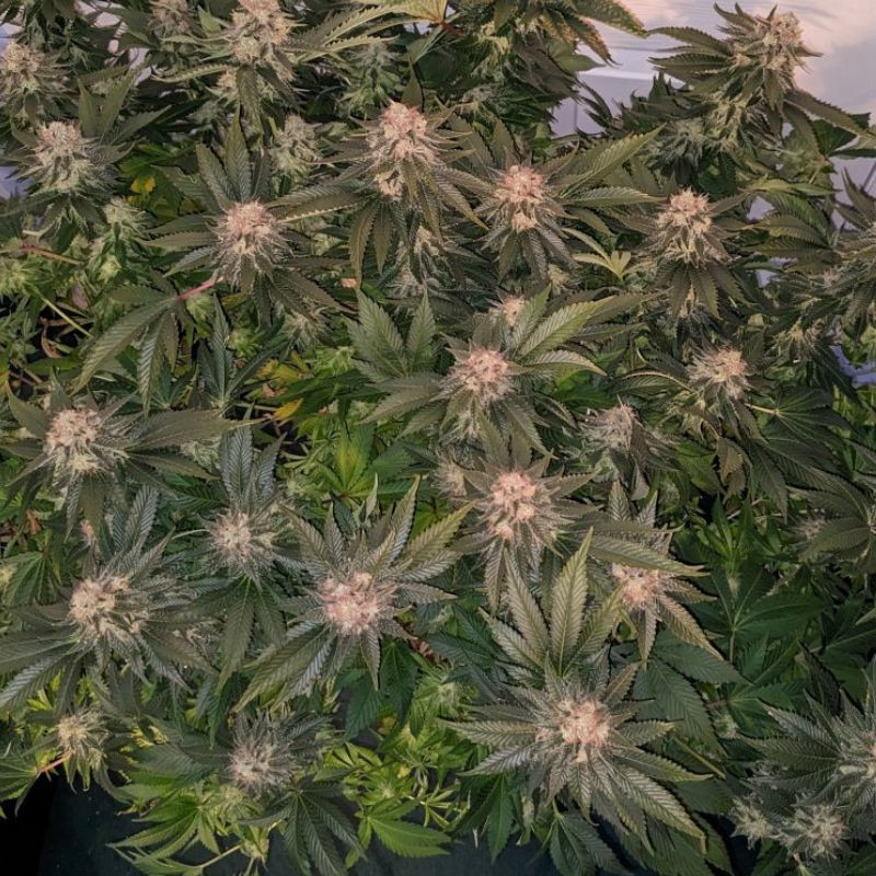 nasiona marihuany Blackberry Moonrocks