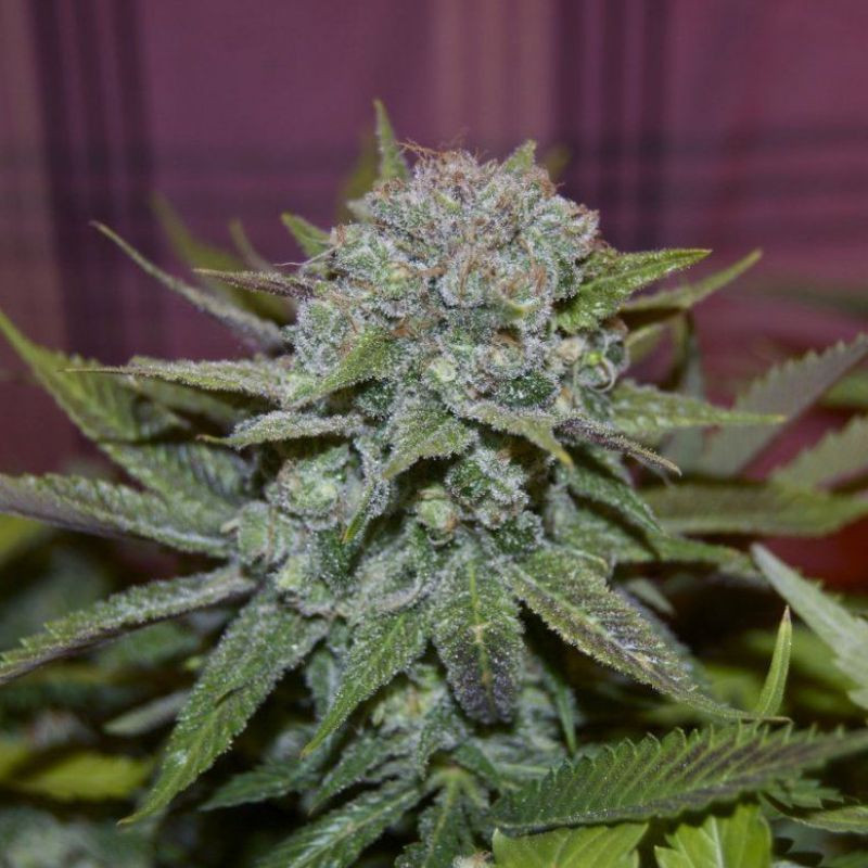 nasiona marihuany Candy Kush Express Fast Version