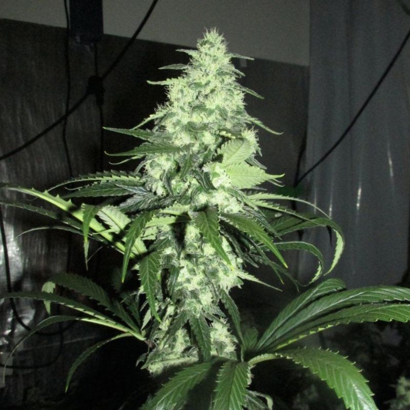 nasiona marihuany Cannalope Haze