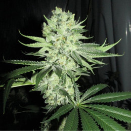 nasiona marihuany Cannalope Haze Auto