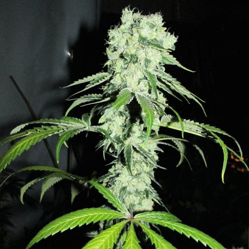 nasiona marihuany Critical Kush Auto