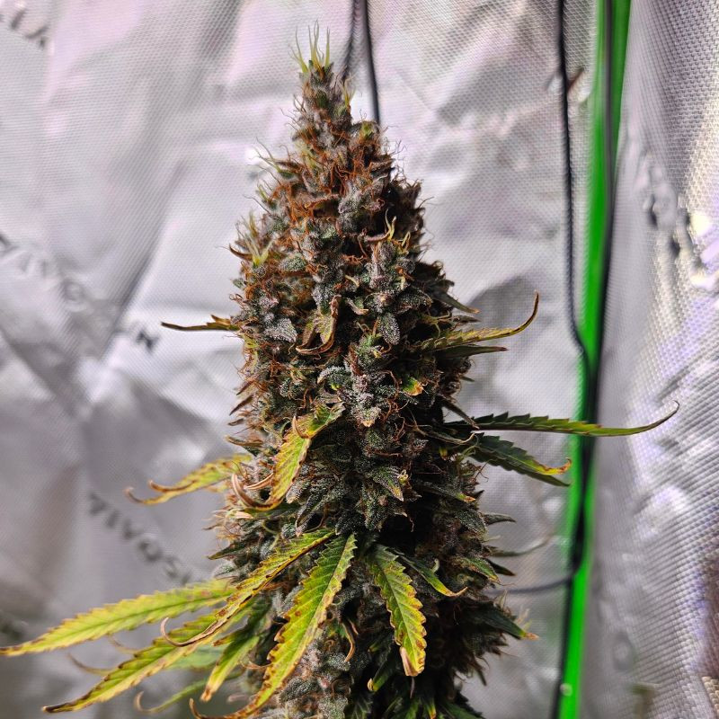 nasiona marihuany Cherry Pie Auto