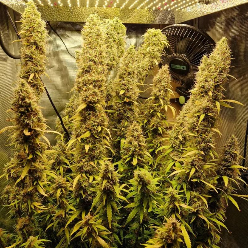 nasiona marihuany CheeseCake Auto