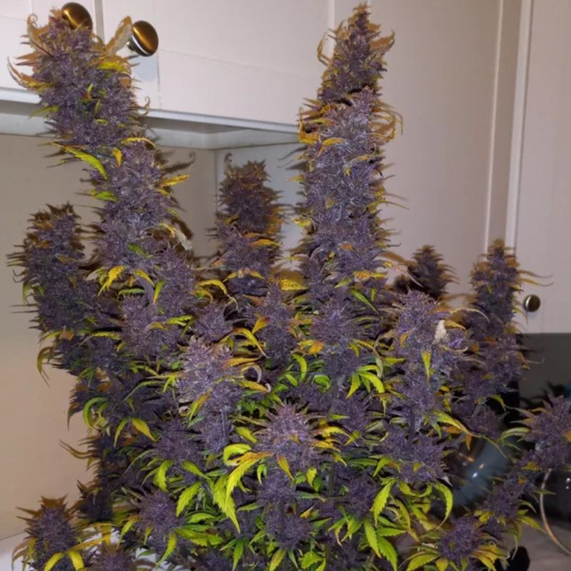 nasiona marihuany Dark Devil's Kiss Auto