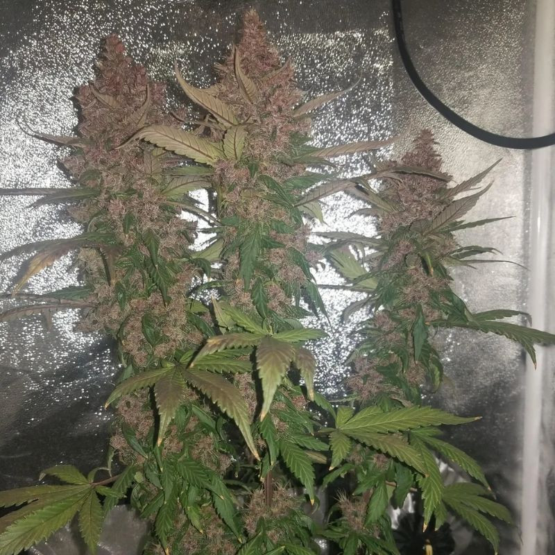 nasiona marihuany Dark Jack Auto